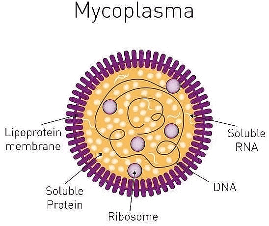 Prokaryotic Cells: Cell Envelope, Ribosomes & Inclusion Bodies | Biology and Biochemistry for MCAT