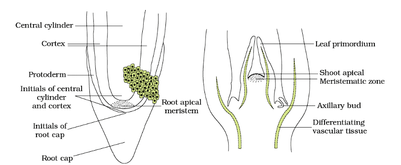 Apical Meristem (a) Root (b) Shoot