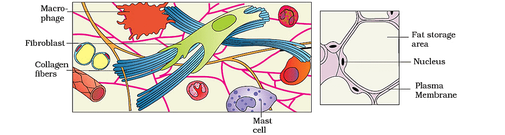 (a) Aerolar Tissue (b) Adipose Tissue