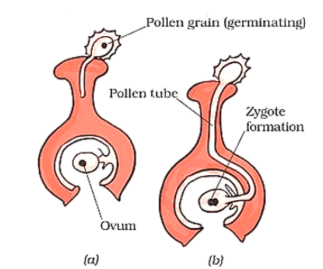 Reproduction in Plants Class 7 Notes Science Chapter 8