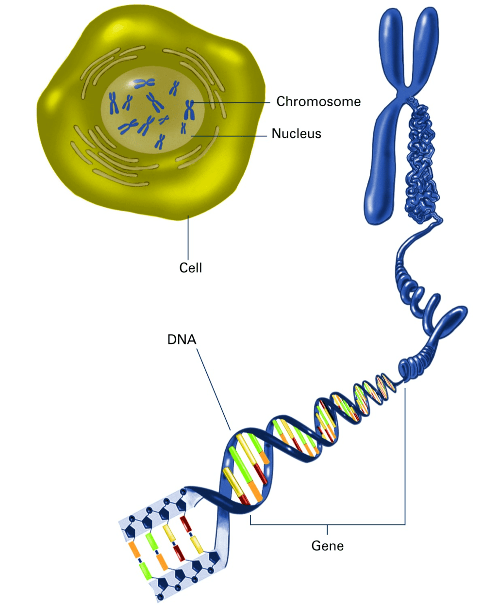 Heredity and Evolution Class 10 Notes Science Chapter 8