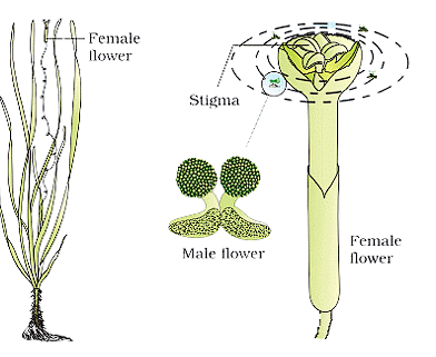 Pollination in Vallisneria