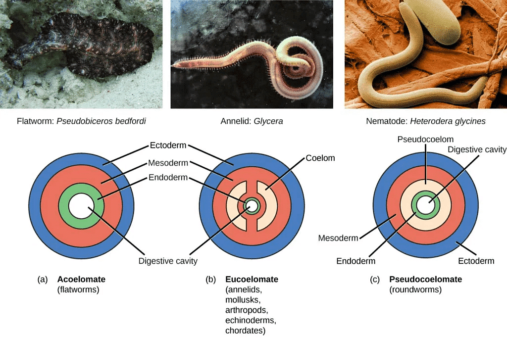 Basis of Classification | Biology for Grade 11