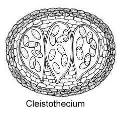 NCERT Exemplar: Biological Classification | Biology Class 11 - NEET