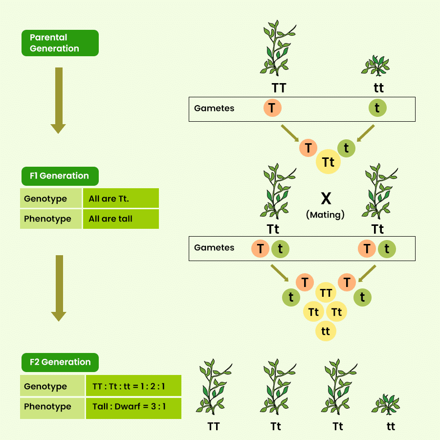 Heredity and Evolution Class 10 Notes Science Chapter 8
