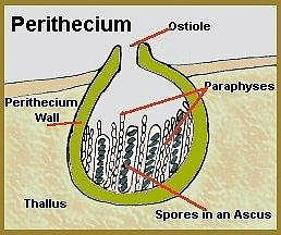 NCERT Exemplar: Biological Classification | Biology Class 11 - NEET