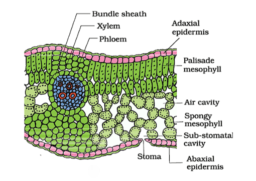 Dicot Leaf