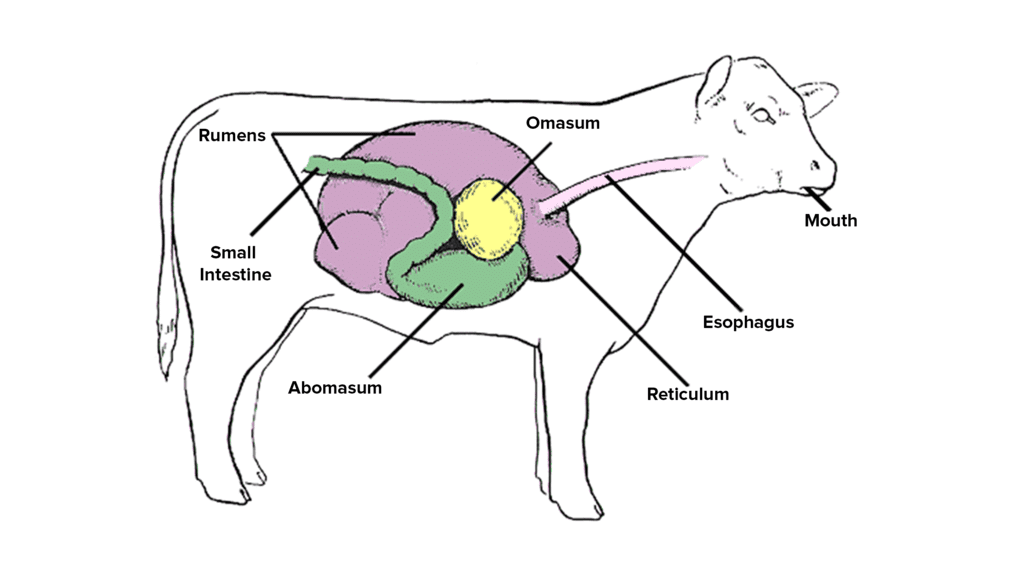 Digestion in Cow