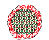How do Organisms Reproduce Class 10 Notes Science Chapter 7