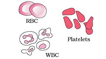 Structural Organization in Animals Chapter Notes | Biology Class 11 - NEET