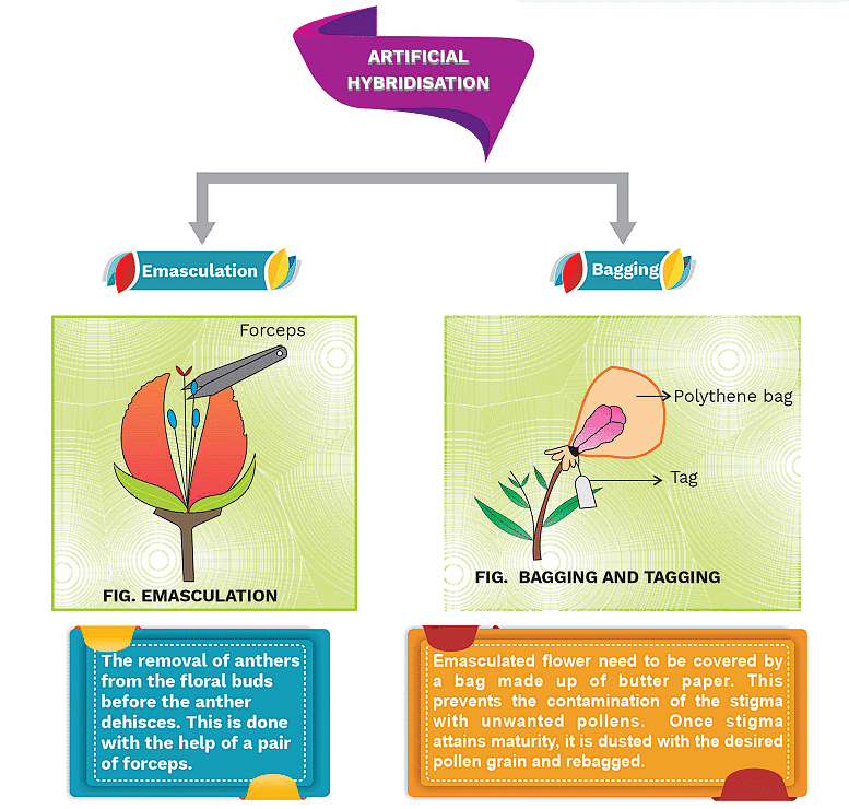 Pollination and Outbreeding Devices | Biology Class 12 - NEET