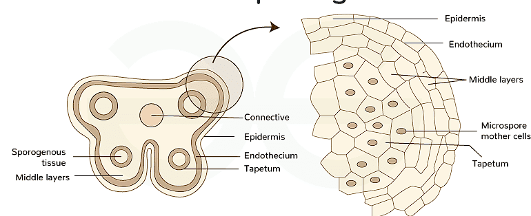 Pollen Grain & Microsporogenesis | Biology Class 12 - NEET