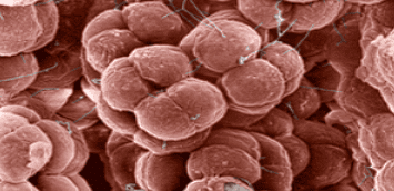 Kingdom Monera: Archaebacteria & Eubacteria | Biology Class 11 - NEET