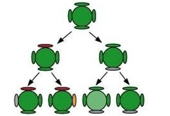 Division in Bacterial Cells Over Two Generations