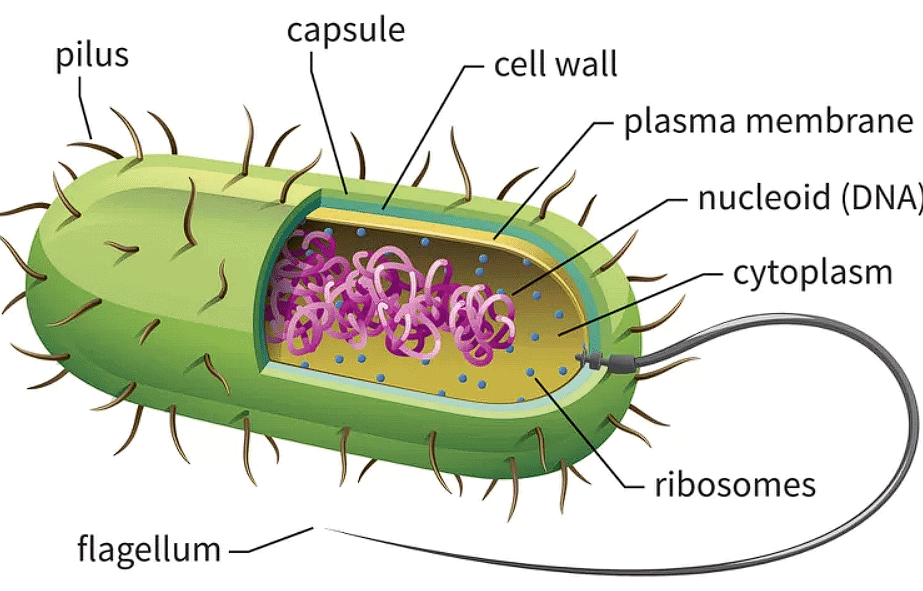 Prokaryotic Cell
