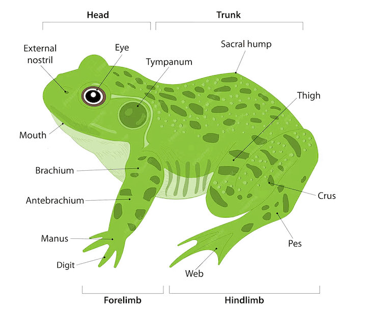 Morphology of Frog