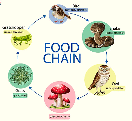 Forests - Our Lifeline Class 7 Notes Science Chapter 12