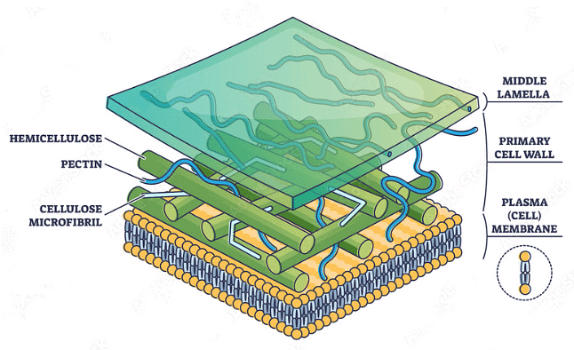 Components of Cell Wall