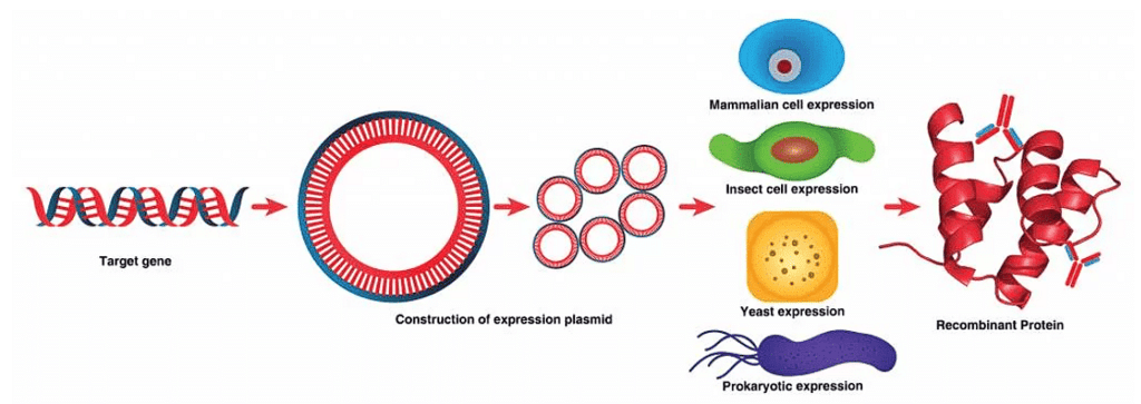 Recombinant Protein