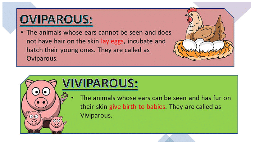 Reproduction in Animals Class 8 Notes Science Chapter 6