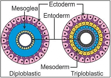 Basis of Classification | Biology for Grade 11