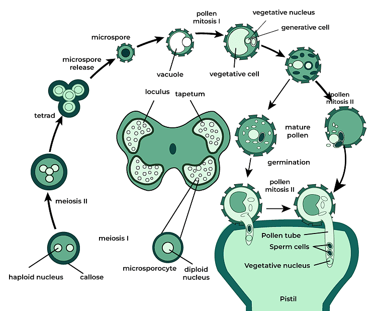 Pollen Grain & Microsporogenesis | Biology Class 12 - NEET