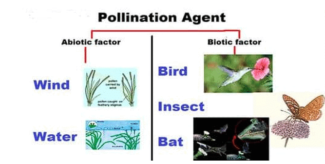 Sexual Reproduction in Flowering Plants Chapter Notes | Biology Class 12 - NEET