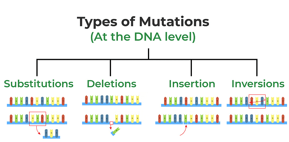 Sex Determination and Mutation | Biology Class 12 - NEET