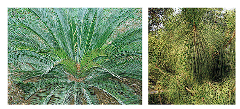 Gymnosperms | Biology Class 11 - NEET