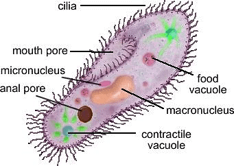 Protista