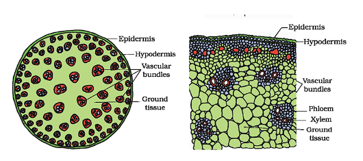 Monocot Root 