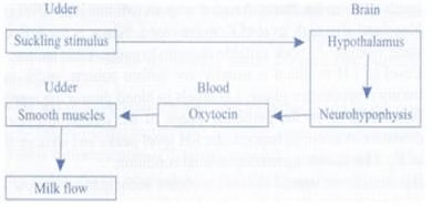NCERT Exemplars: Chemical Coordination & Integration | Biology Class 11 - NEET