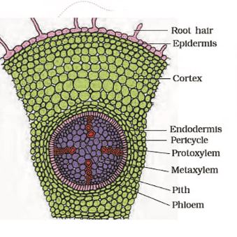 Dicot Root 