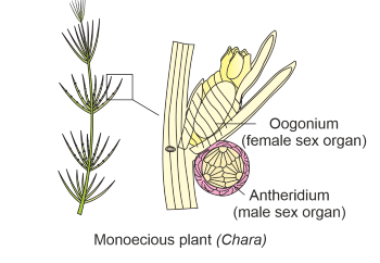 Reproduction in Organisms 1 - From Past 28 Years Questions NEET Notes | EduRev