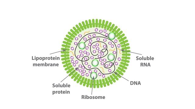 Important Diagrams NEET : Biological Classification | Biology Class 11