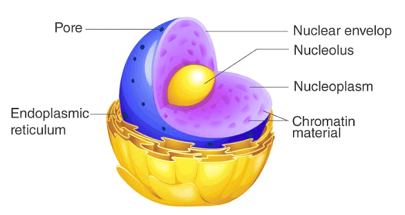 Nucleus