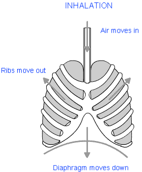 Respiration in Organisms Class 7 Notes Science Chapter 6