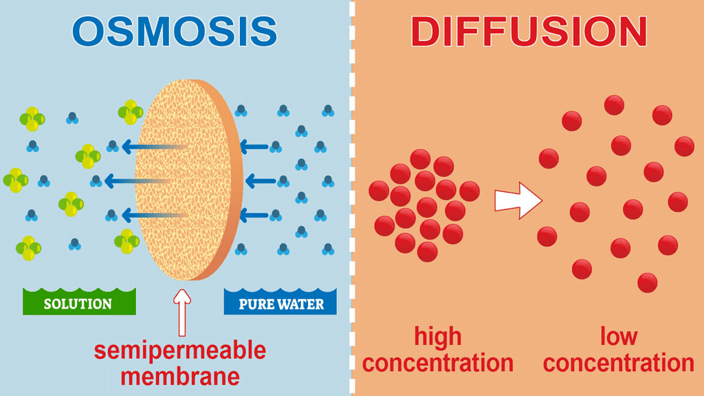 The Fundamental Unit of Life Class 9 Notes Science Chapter 5