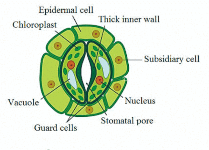 Nutrition in Plants Class 7 Notes Science Chapter 1