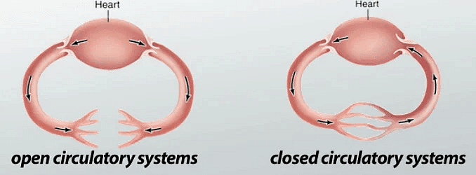 Basis of Classification | Biology for Grade 11