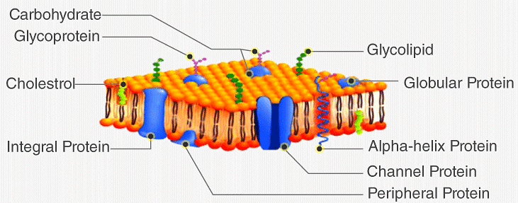 Cell Membrane