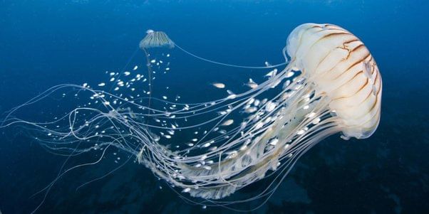 Coelenterates 