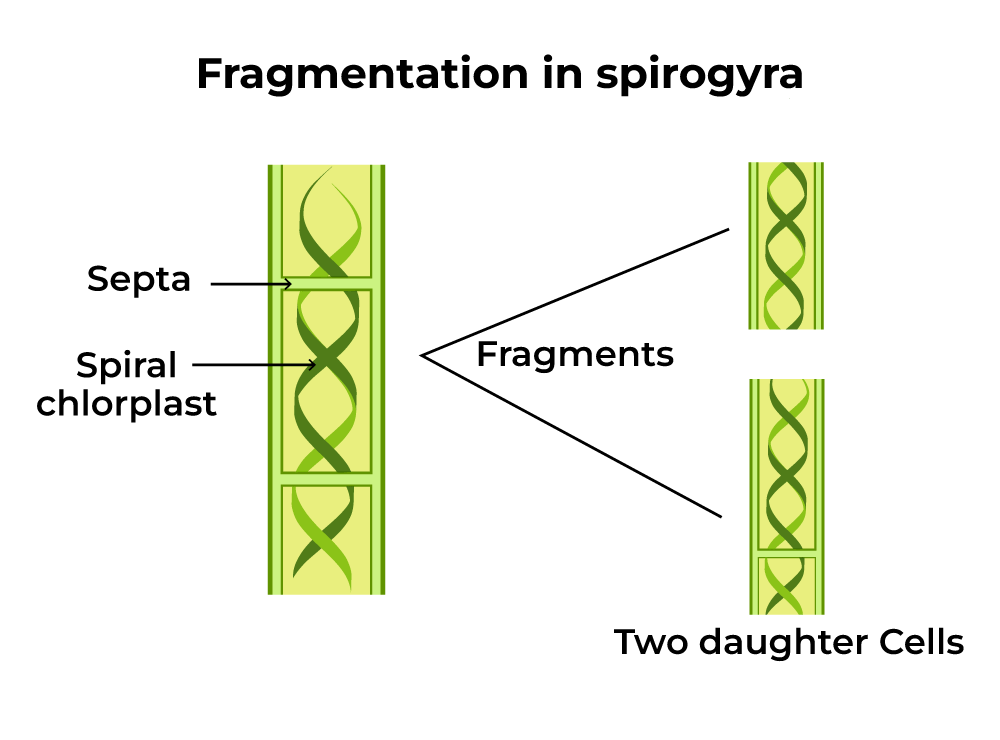 How do Organisms Reproduce Class 10 Notes Science Chapter 7