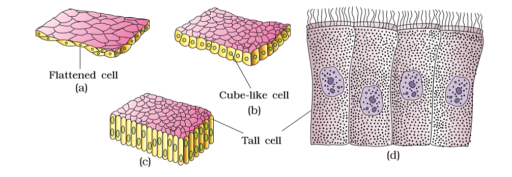 Structural Organization in Animals Chapter Notes | Biology Class 11 - NEET