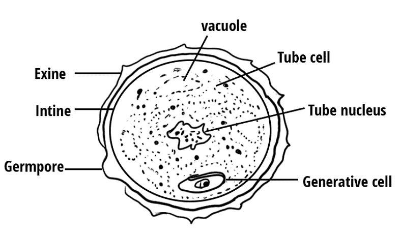 Sexual Reproduction in Flowering Plants Chapter Notes | Biology Class 12 - NEET