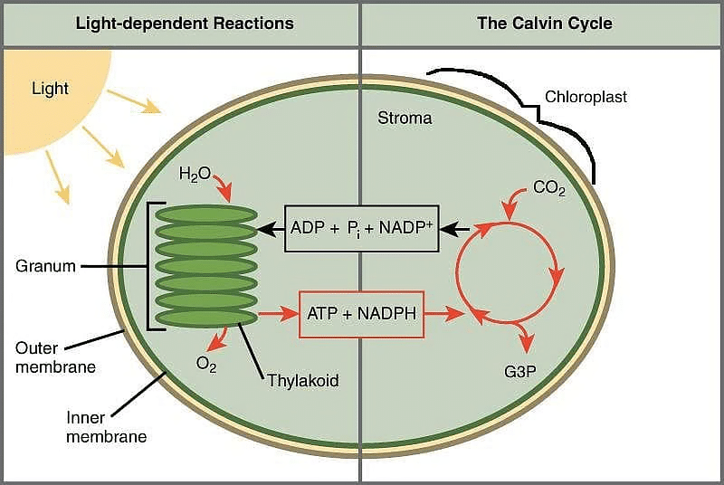 Nutrition in Plants Class 7 Notes Science Chapter 1