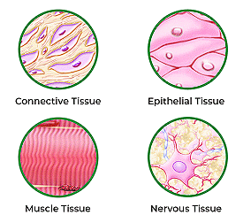 Structural Organization in Animals Chapter Notes | Biology Class 11 - NEET