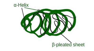 Protein and Structure of Protein | Biology Class 11 - NEET