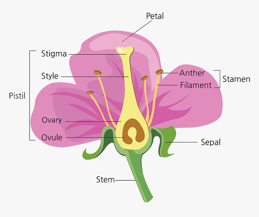 Parts of Flower