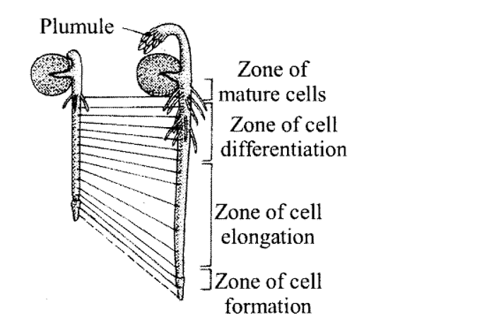 Growth & its Phases, Rates, Conditions, Processes | Biology Class 11 - NEET